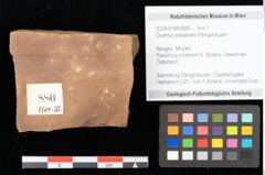 Foto (Objekt + Etikett) von Quercus palaeoilex Ettingshausen (NHMW-GEO-2024-0188-0880)